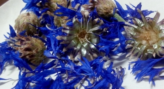コーンフラワー ケンタウロスの青い花 Organic Herbs Grace Field